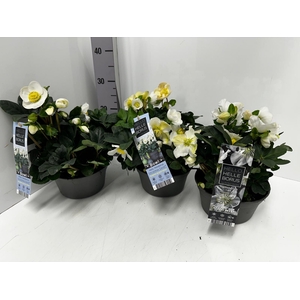 Helleborus niger 19Ø 30cm 35fl