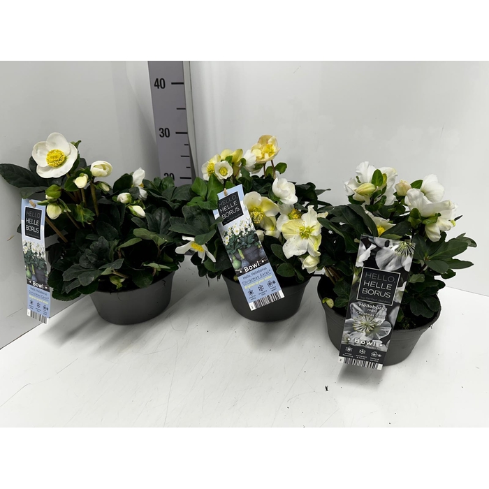 <h4>Helleborus niger 19Ø 30cm 35fl</h4>