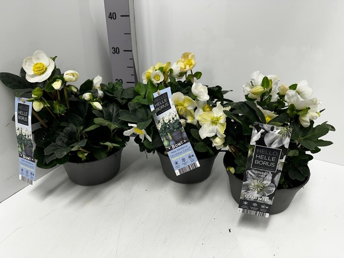 Helleborus niger 19Ø 30cm 35fl