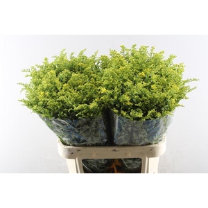 Solidago Carzan Glory L 80/70