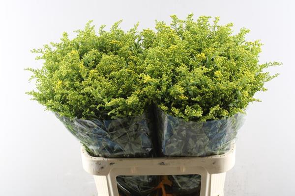 <h4>Solidago Carzan Glory L 80/70</h4>