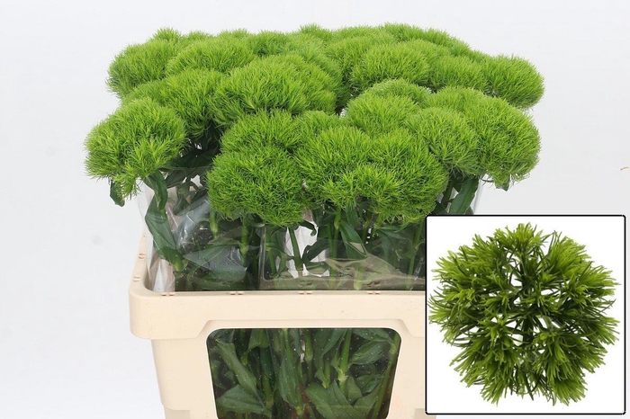 <h4>DI BARB KIWI MELLOW</h4>