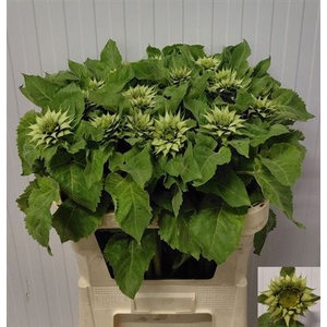Helianthus Ov Sunfile Green
