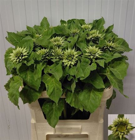<h4>Helianthus Sunfeel Green</h4>