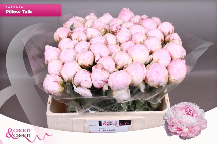 <h4>PAEO L PILLOW TALK</h4>