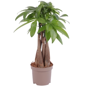 Pachira Aquatica Braided pot Ø09cm Carbon Free pot