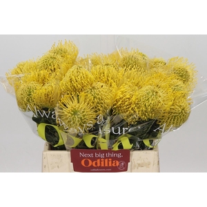 LEUCO CO HIGH GOLD