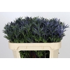 Eryngium Planum