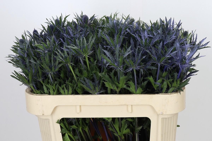 <h4>ERYNGIUM PLANUM</h4>