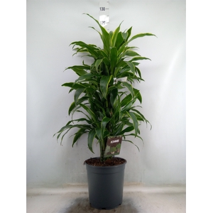 Dracaena fr de 'Art'