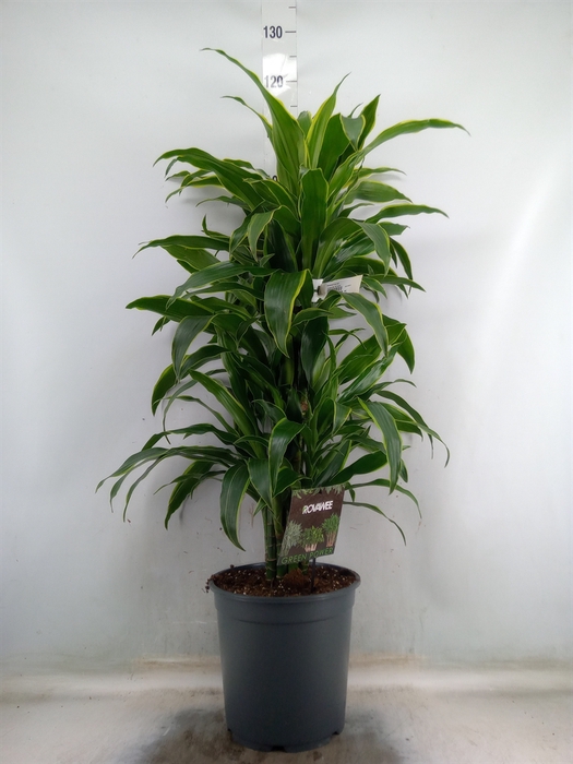 <h4>Dracaena fr de 'Art'</h4>