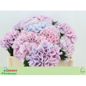 HYDR M CH LOLLYPP BL