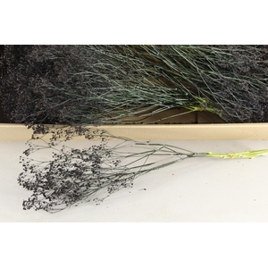 DF Gyps Bs (5) 60cm Black