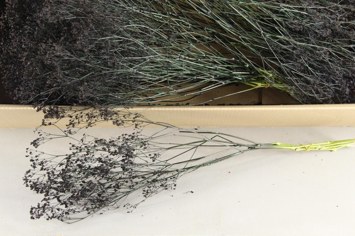 <h4>DF Gyps Bs (5) 60cm Black</h4>