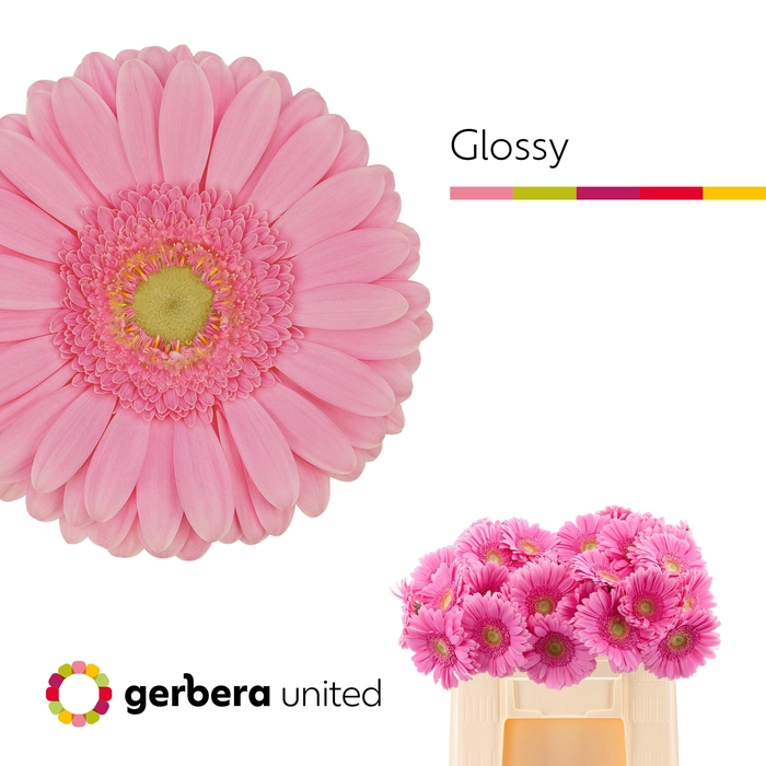 <h4>Ge Gr Glossy</h4>