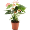 Anthurium Spirit in transparant sleeve