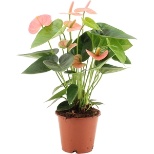 Anthurium Spirit in transparant sleeve