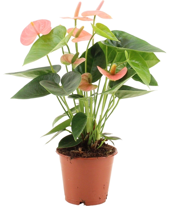 Anthurium Spirit in transparant sleeve
