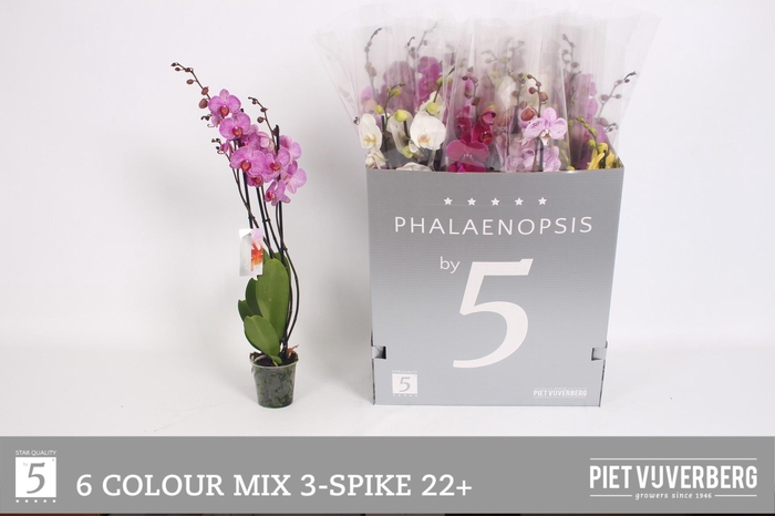 <h4>PHAL GEM 6 KL</h4>