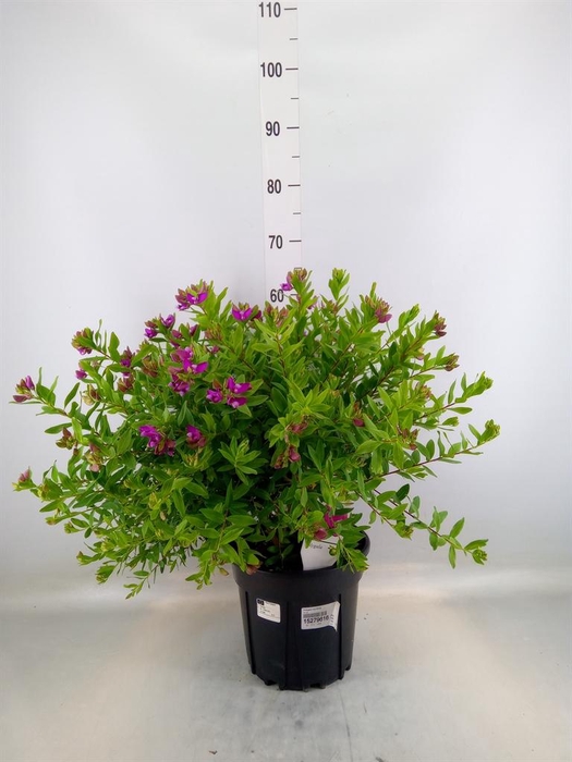 <h4>Polygala myrtifolia</h4>
