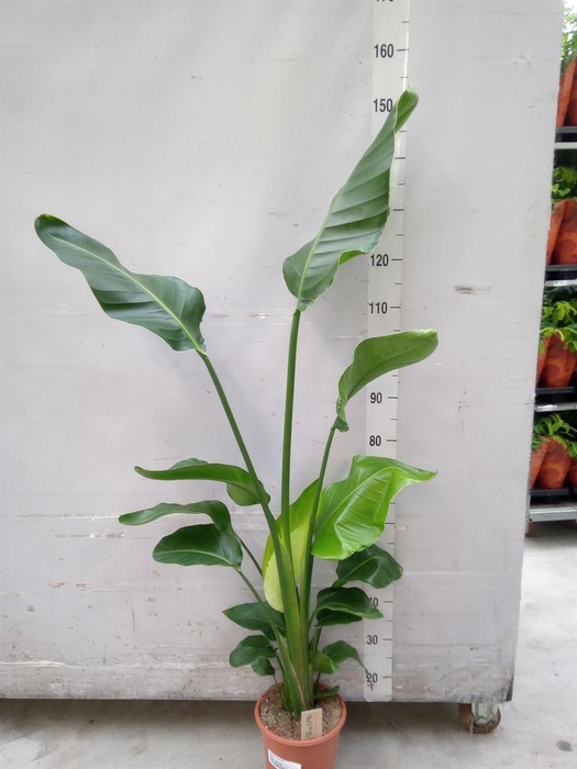 <h4>Strelitzia nicolai</h4>