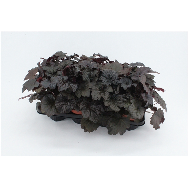 <h4>Heuchera Palace Purple</h4>