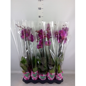 Phalaenopsis   ...lilac