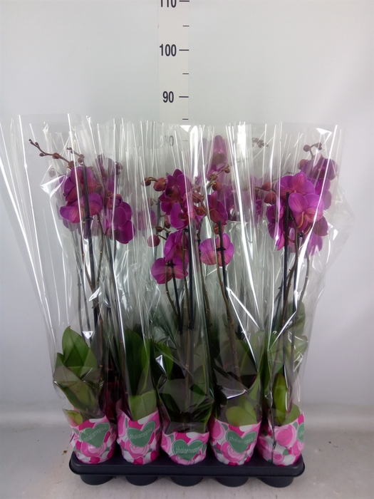 <h4>Phalaenopsis   ...lilac</h4>