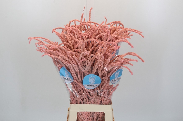 <h4>Amaranthus Yearming Desert Lady Pink</h4>