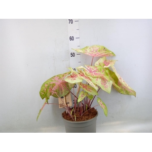 Caladium   ...
