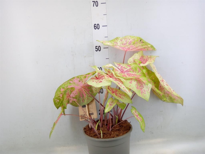 <h4>Caladium   ...</h4>