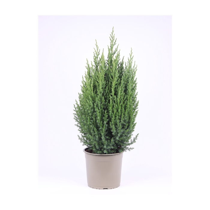 <h4>Juniperus chinensis 'Stricta'</h4>