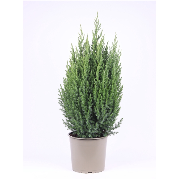 <h4>Juniperus chinensis 'Stricta'</h4>