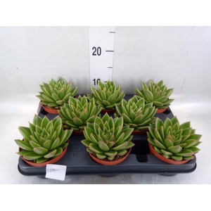 Echeveria  'Miranda'