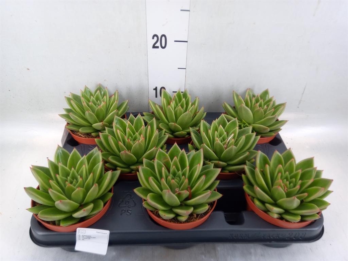 <h4>Echeveria  'Miranda'</h4>