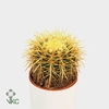 Echinocactus grusonii 10,5 cm in zinken stoel