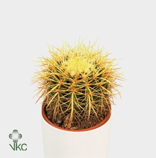Echinocactus grusonii 10,5 cm in zinken stoel