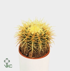 ECHINOC GRUSONII