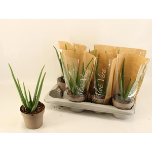 ALOE VERA