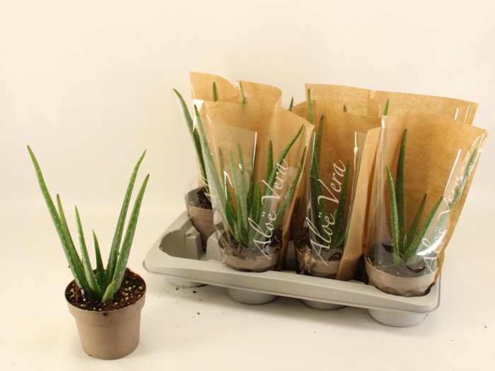 <h4>ALOE VERA</h4>