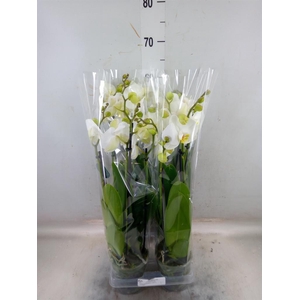 Phalaenopsis  'Ant Nottingham'