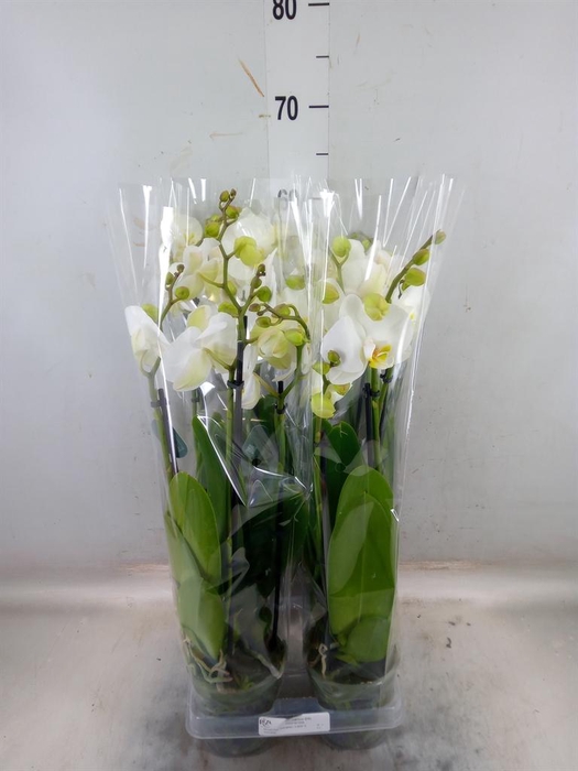 <h4>Phalaenopsis 'Ant Nottingham'</h4>