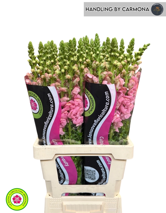 <h4>ANTIR POTO EARL PINK</h4>