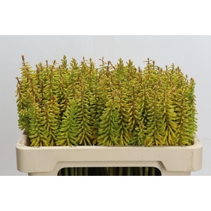 Kniphofia Sunningdale Yellow