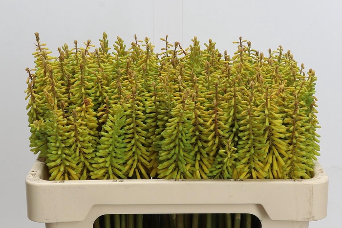 <h4>Kniphofia Sunningdale Yellow</h4>