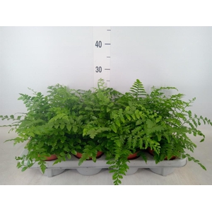 Asplenium  'Parvati'