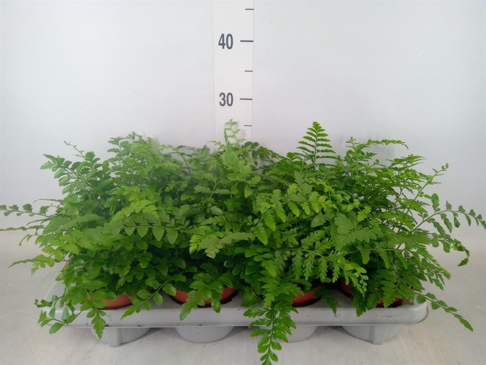 <h4>Asplenium  'Parvati'</h4>