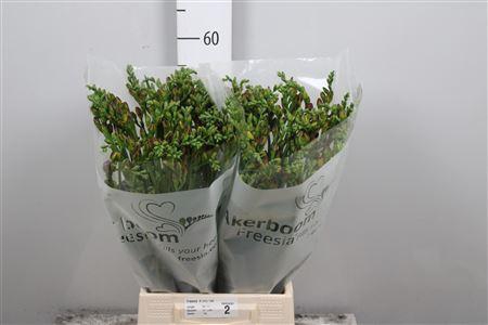 <h4>Freesia DU 'Mandarine'</h4>