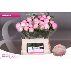 Paeonia Nancy Nora