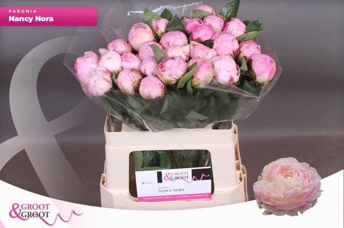 <h4>Paeonia Nancy Nora</h4>